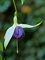 Fuchsia 'Blue Angel'.