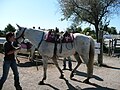 Camargue (horse) (cat)