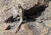  Oplurus grandidieri, Madagascar