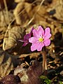 Triskiautė žibuoklė (rausvažiedė forma) Hepatica nobilis, (purple form)