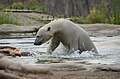 Polar bear, Blijdorp, Rotterdam