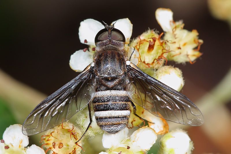 File:Bee fly feeding02.jpg