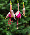 Fuchsia 'Mina Knudde'.