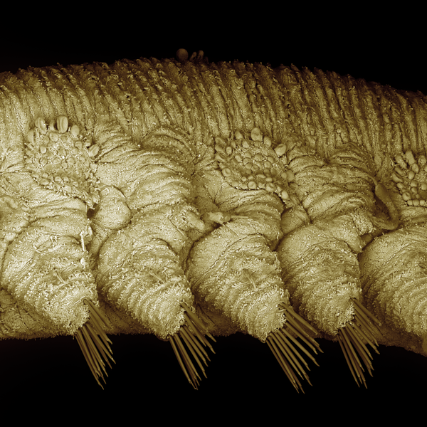 File:Polychaeta. Colored SEM Image.png