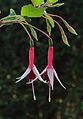 Fuchsia 'Checkerboard'.