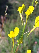 Linaria spartea