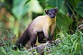 Martes flavigula, yellow-throated marten - Kaeng Krachan National Park