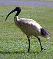 Deutsch: Ibisvögel English: Ibises and Spoonbills Threskiornithidae (cat.)