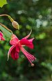 Fuchsia 'Heri Trevally'.