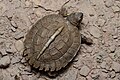 Heosemys grandis (juvenile, carapace) - Tha Yang District, Phetchaburi