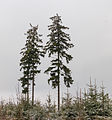 Krenkeltal Rothaarsteig in Sauerland. eenzame naaldbomen tussen jonge aanplant.