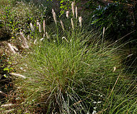 Pennisetum hohenackeri