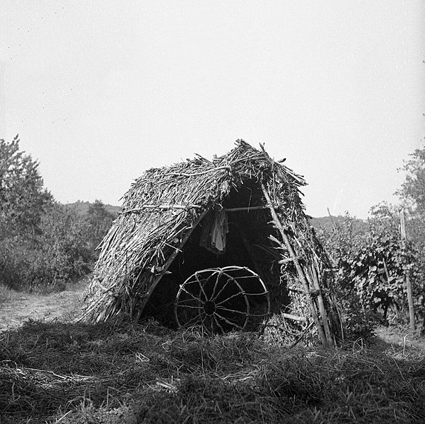 File:"Kazon" iz siršča za steljo, Šlomberk 1953.jpg