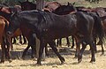 Category:Cavallo Romano della Maremma Laziale