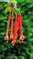 Fuchsia 'Leonhard von Fuchs'.