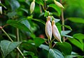 Fuchsia 'Aloys Hetterscheid'.