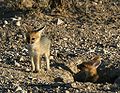 Young Cape foxes