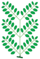 bipinnately-compound