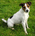 The Parson Russell Terrier "Brandy Mae"