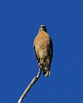 Thumbnail for File:Red-shouldered Hawk - St Johns River.jpg