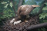 Thumbnail for File:Milwaukee Public Museum November 2022 087 (Wisconsin Woodlands--Wisconsin Fields and Woods- Red-tailed Hawk).jpg