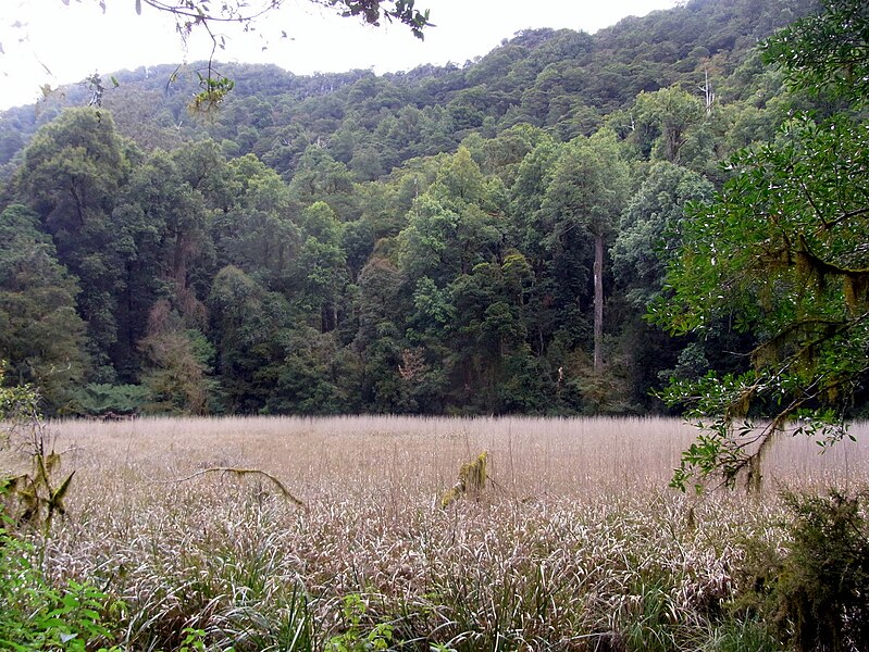 File:Burraga Swamp Barrington Tops.JPG