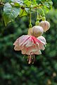 Fuchsia 'Devonshire Dumpling'.