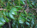 Foliage; Everglades NP, Florida