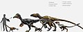 Utahraptor and other dromaesaurids