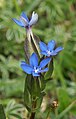 Gentiana utriculosa Kelche breit geflügelt