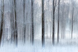 Trees in ICM on Myrstigen hiking trail, Brastad 2