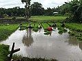 Workers in a paddy field in burma -harvest-