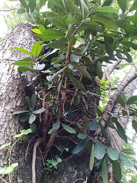 File:Indonesian Fig - Strangler Fig (Ficus retusa).jpg