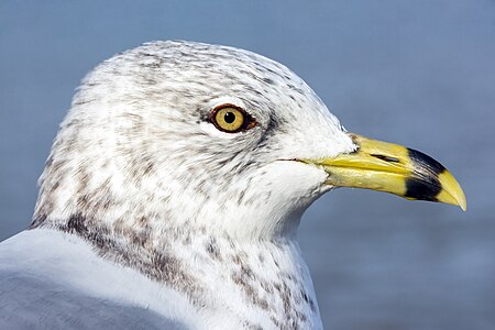 Ring-billed gull