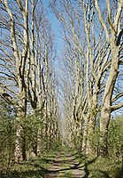 L'allée des platanes dans le parc du château du Vert-Bois à Bondues