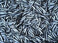 sprats