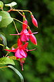 Fuchsia 'Frau Ida Noack'