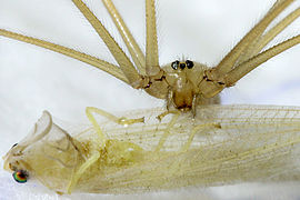 1:1 macro of Pholcus phalangioides with prey