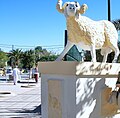 A Djelfa. Le mouton, symbole de la wilaya