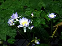 Nymphaea gigantea