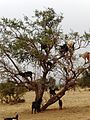 Goats in a tree; Morocco