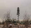 Krenkeltal Rothaarsteig in Sauerland. Eenzame naaldboom tussen jonge aanplant.