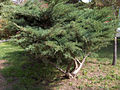 Juniperus hybrids