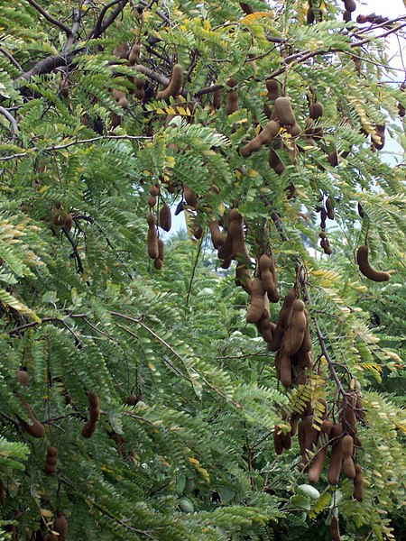 File:Tamarindus indica pods.JPG