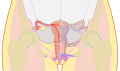 Without labels (hemisection)