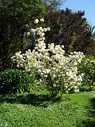 Viburnum macrocephalum