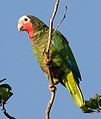 Amazona leucocephala (cat.)