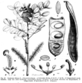 Botanical illustration - 'Carob'