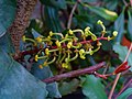 Inflorescences; Cultivated under glass; Germany