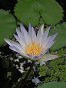 Nymphaea elegans